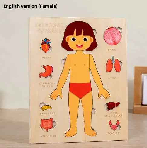 Kid's Human Body Organs Puzzles